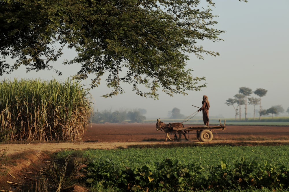 a man is pulling a cart with a dog on it