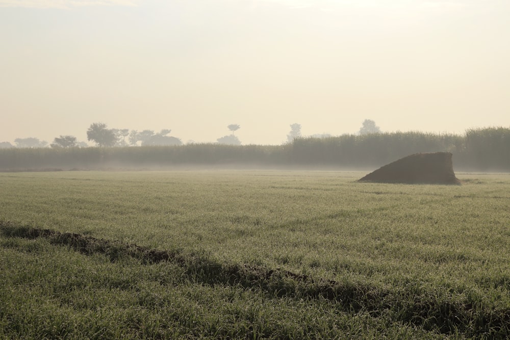 a foggy field with a large rock in the distance
