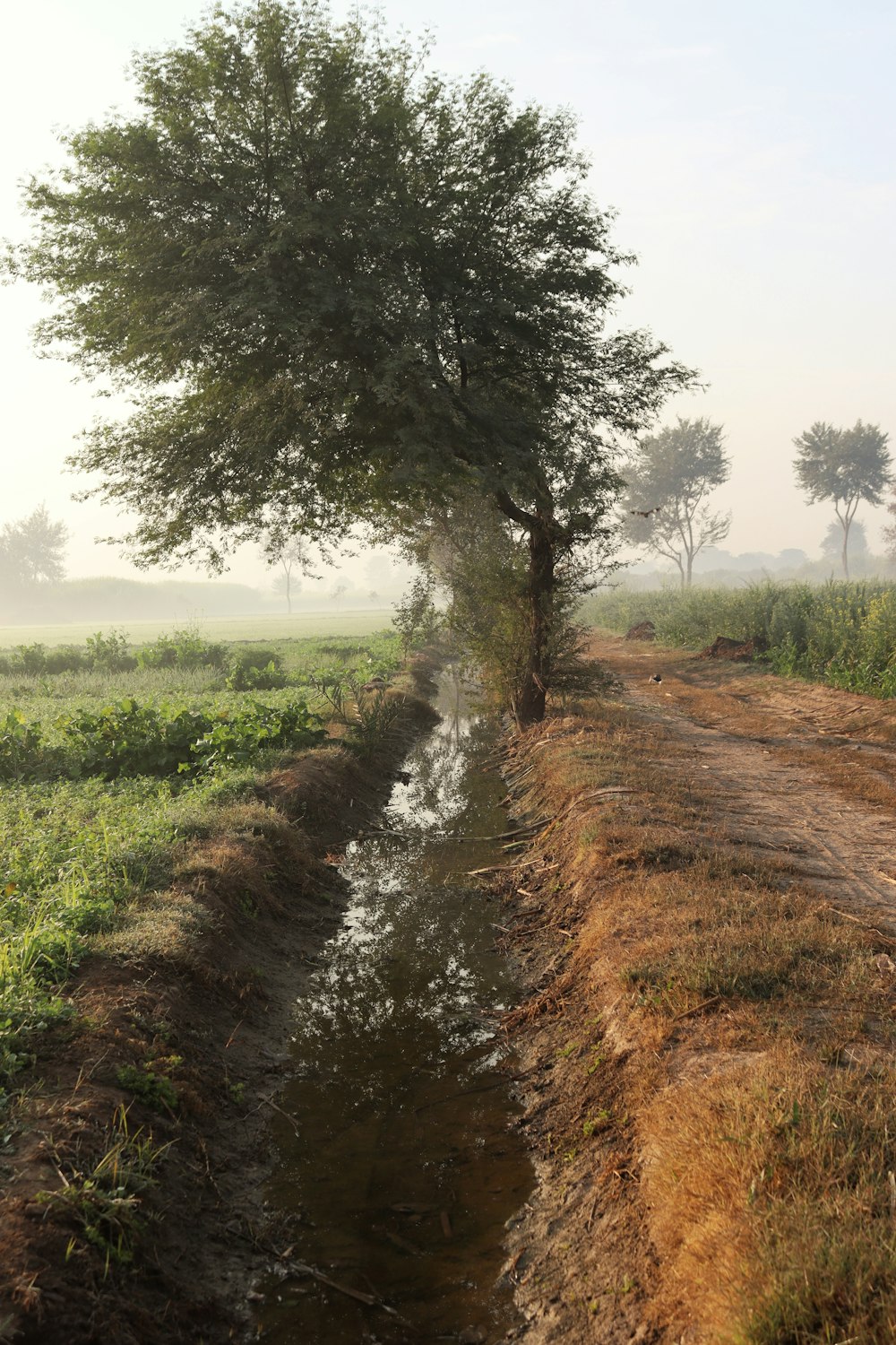 a small stream running through a field next to a tree