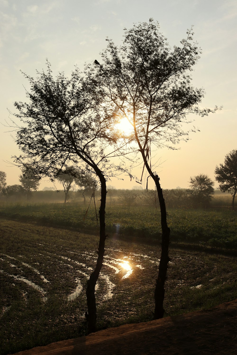 the sun is setting behind two trees in a field