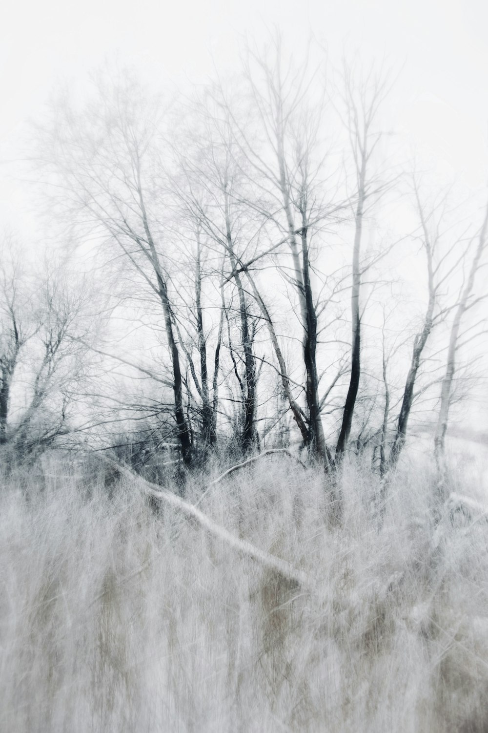 a blurry photo of trees and grass