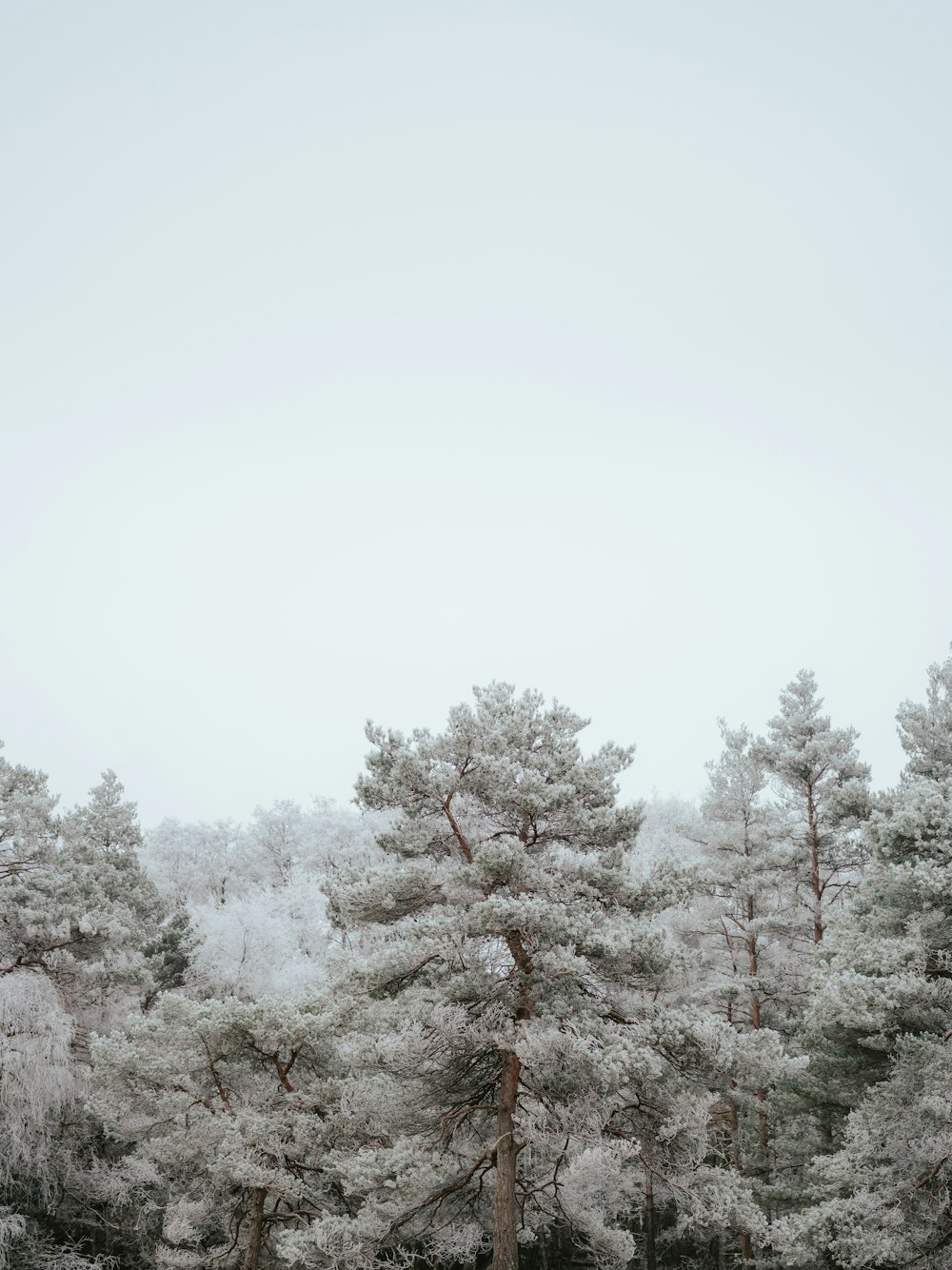 a forest filled with lots of trees covered in snow