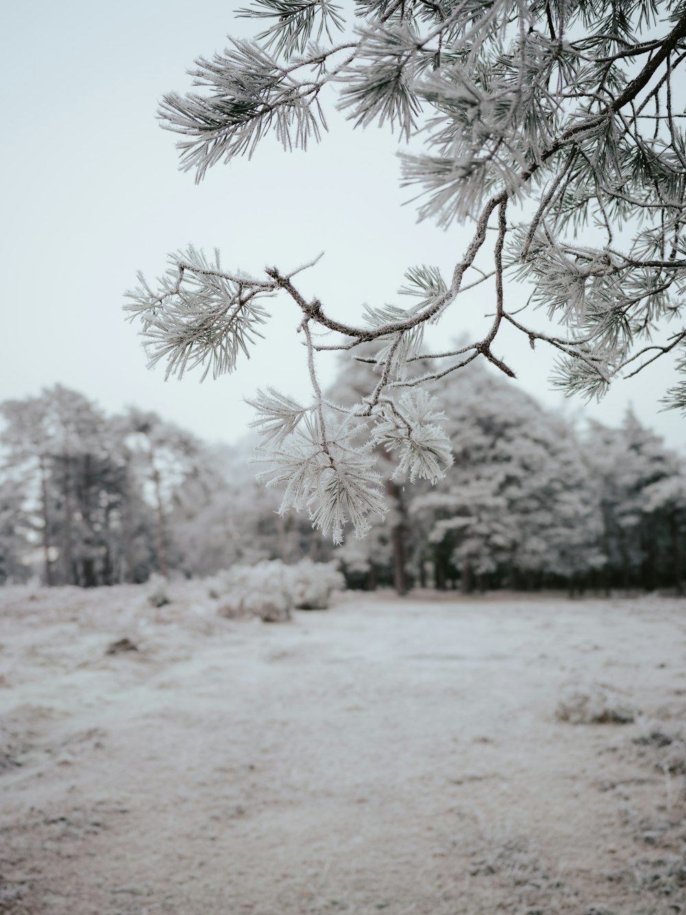 a snow covered field with trees in the background