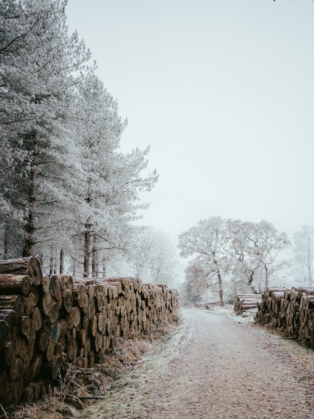 a dirt road surrounded by trees and logs