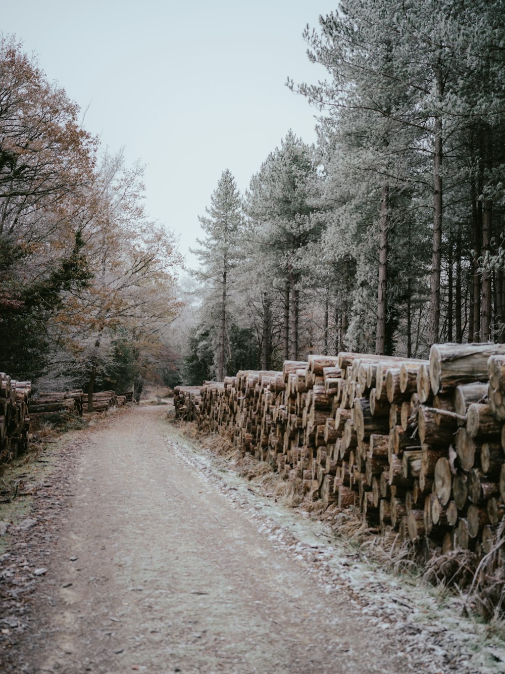 a dirt road that has a bunch of logs on it