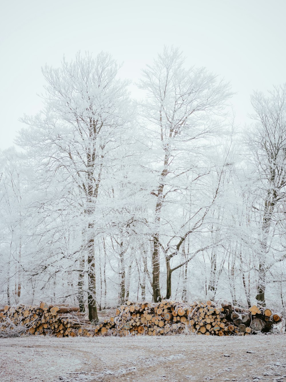 a forest filled with lots of trees covered in snow