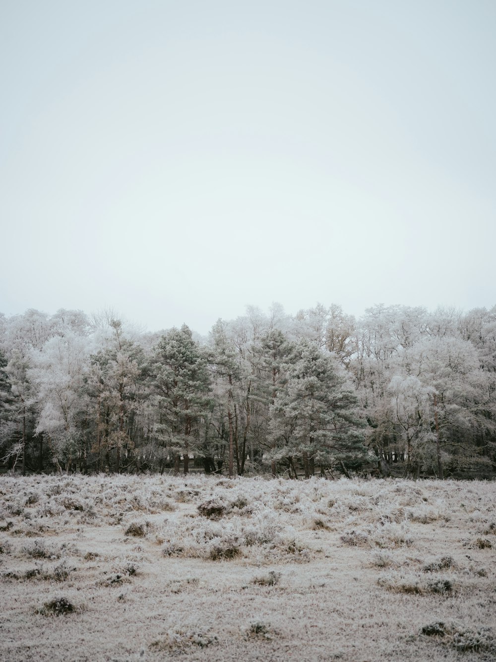 a snowy field with trees in the background