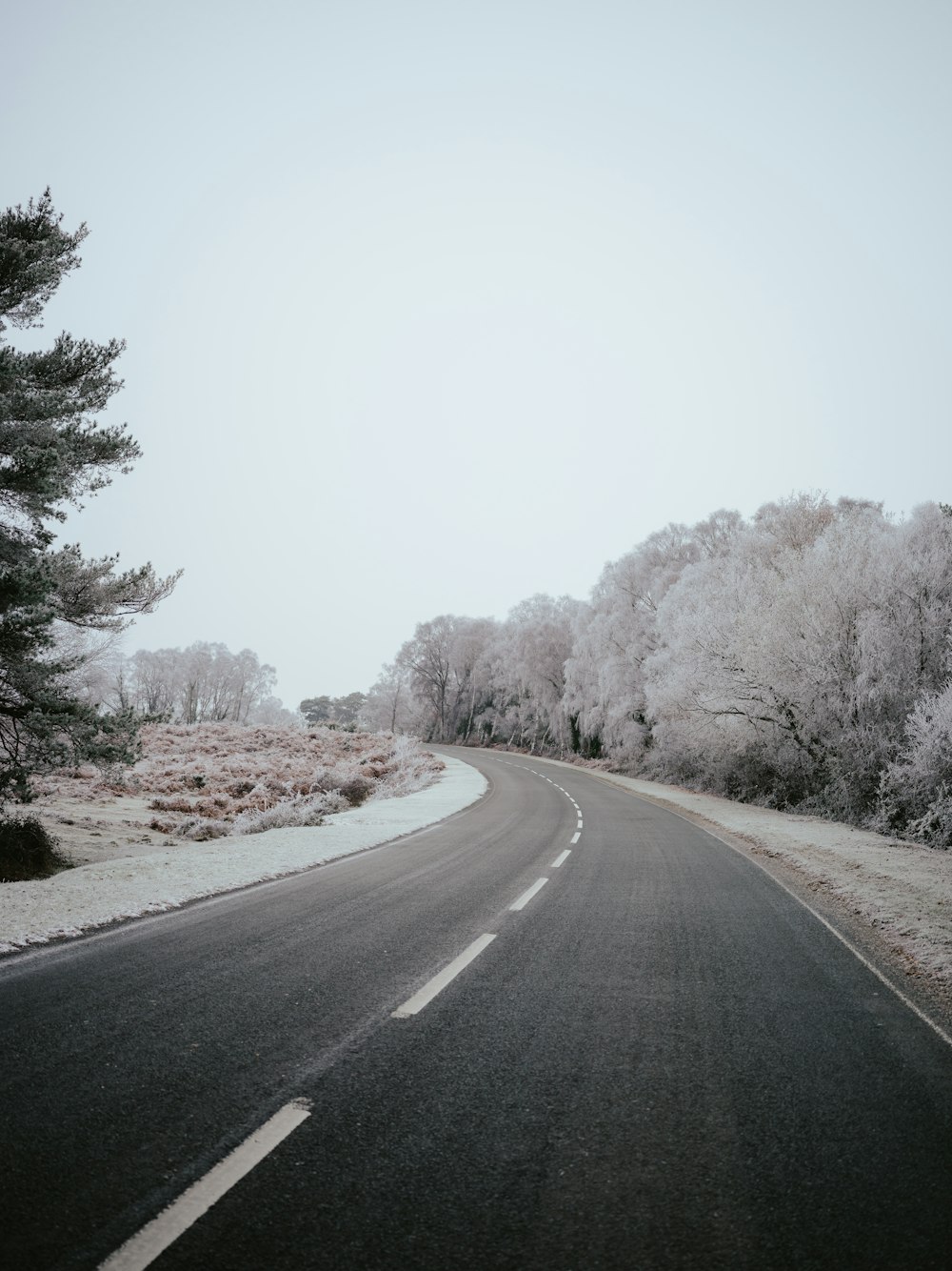 an empty road surrounded by frosted trees