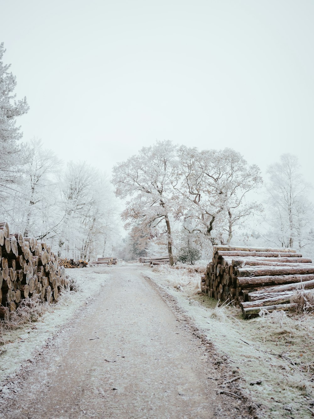 a dirt road that has a bunch of logs on it