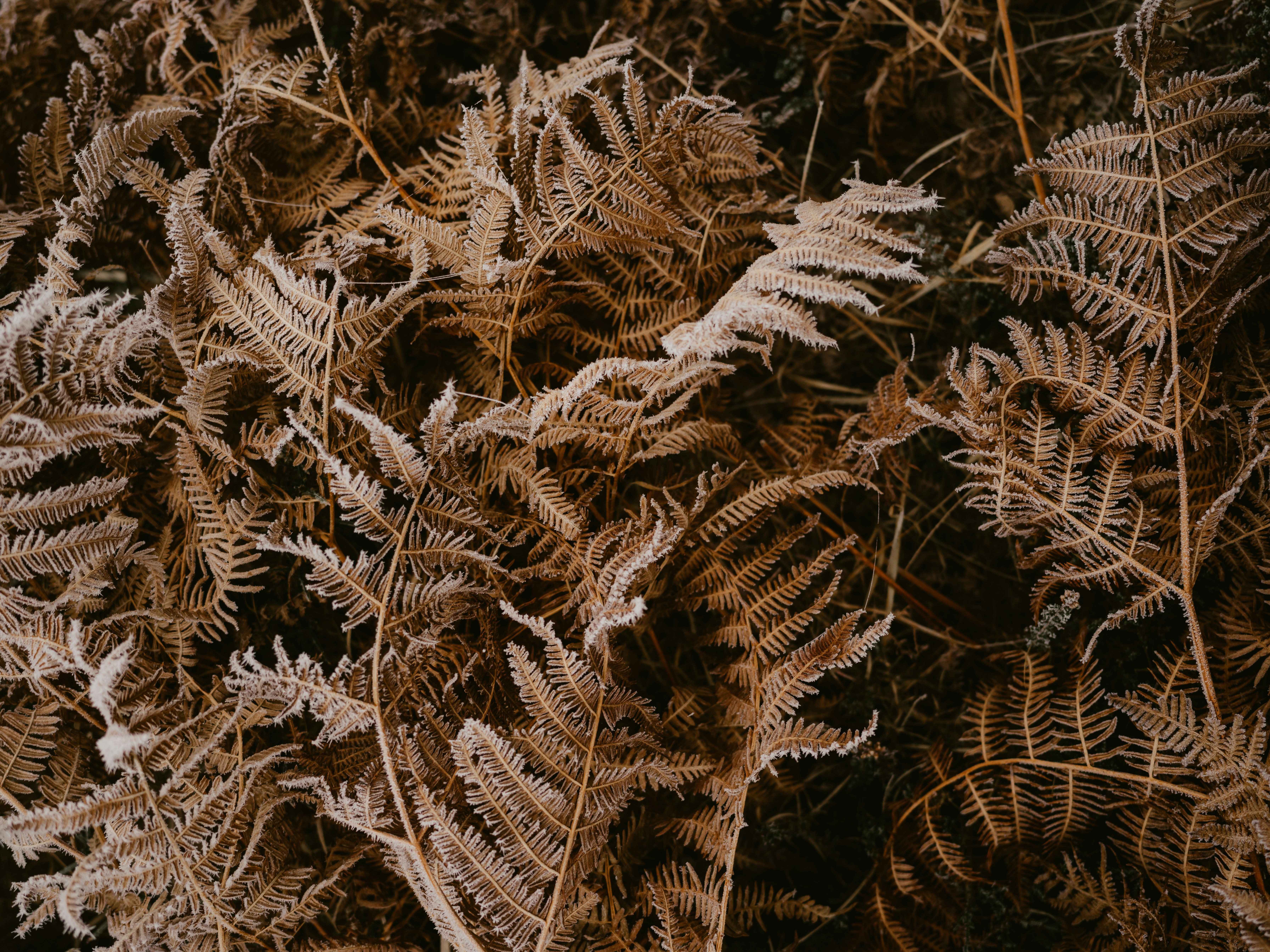 Photo by anniespratt