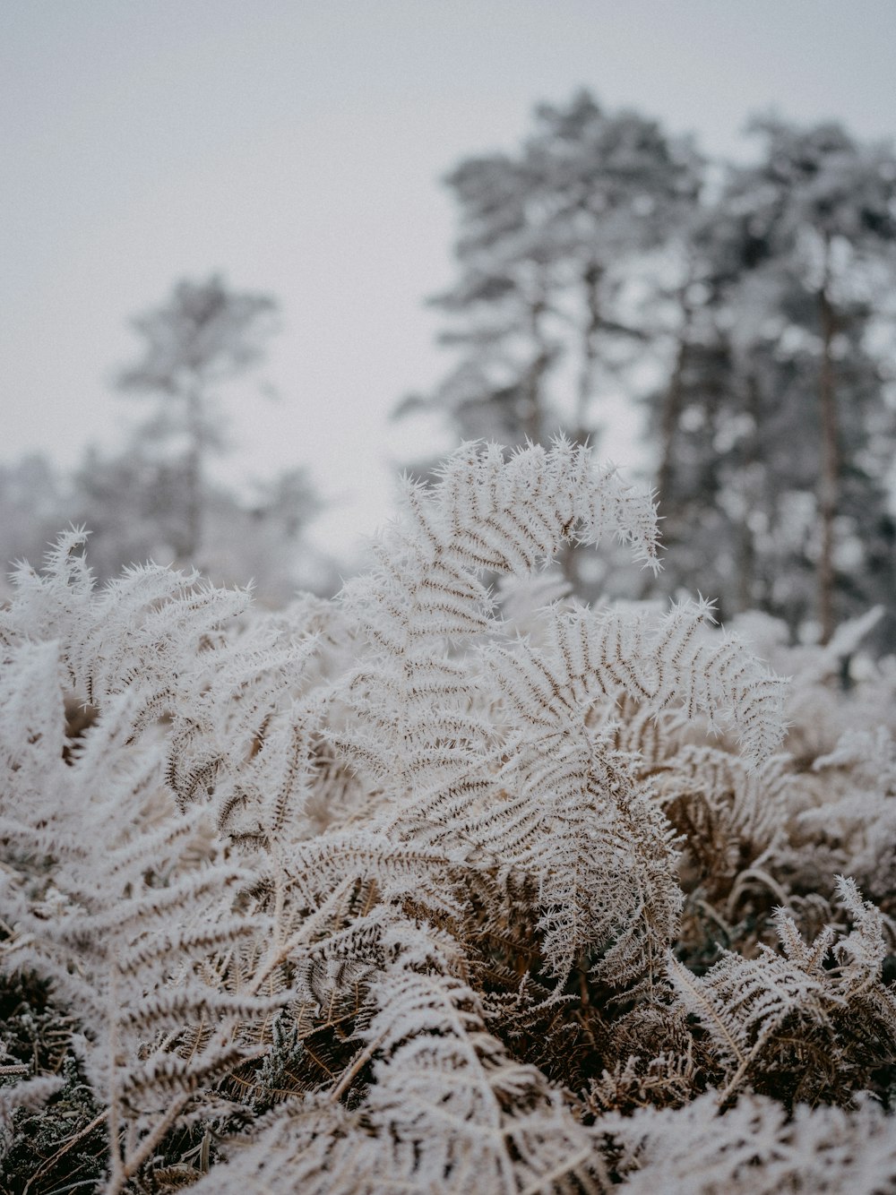 a close up of a plant with frost on it