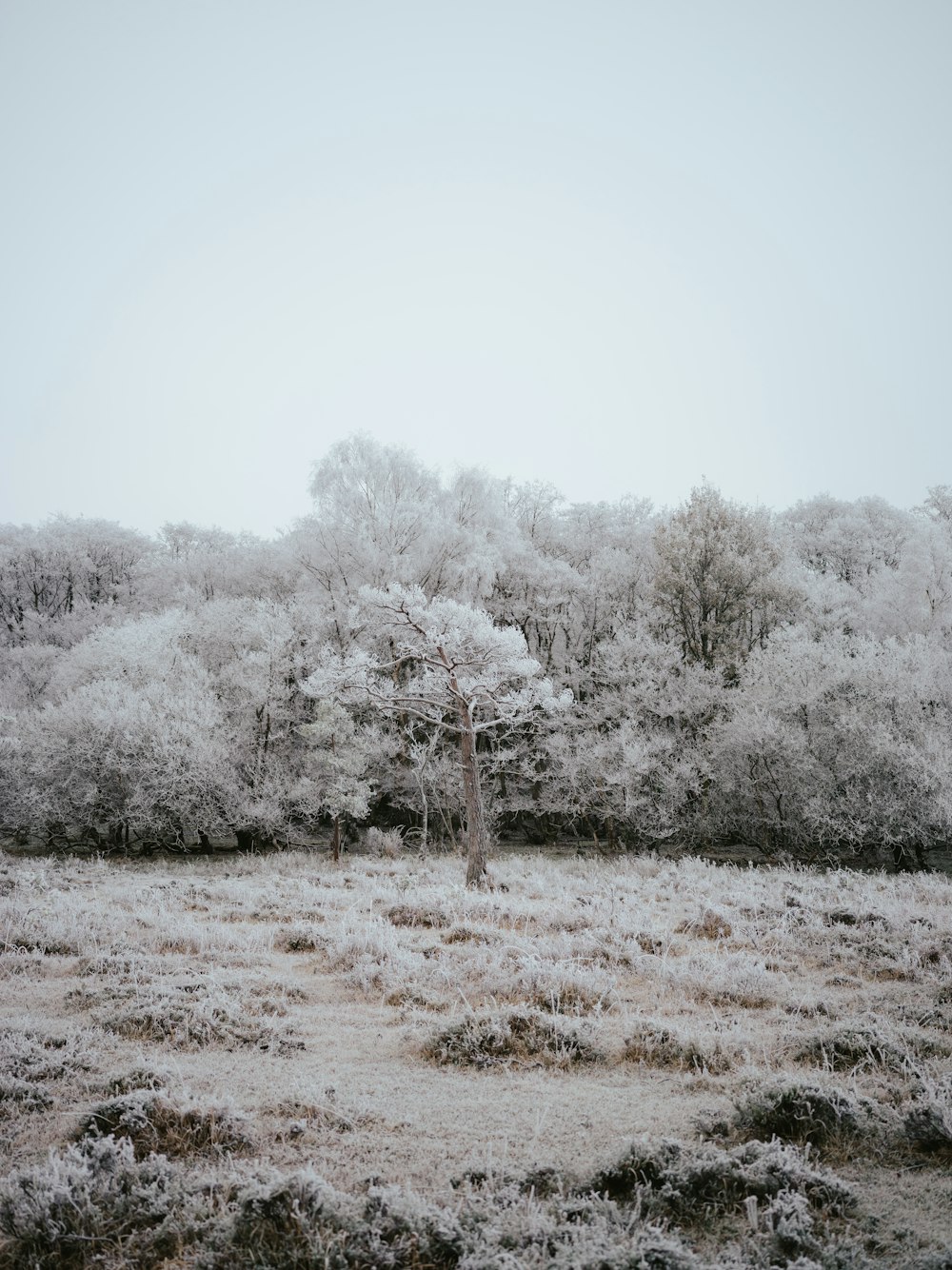 a snowy field with a tree in the middle of it