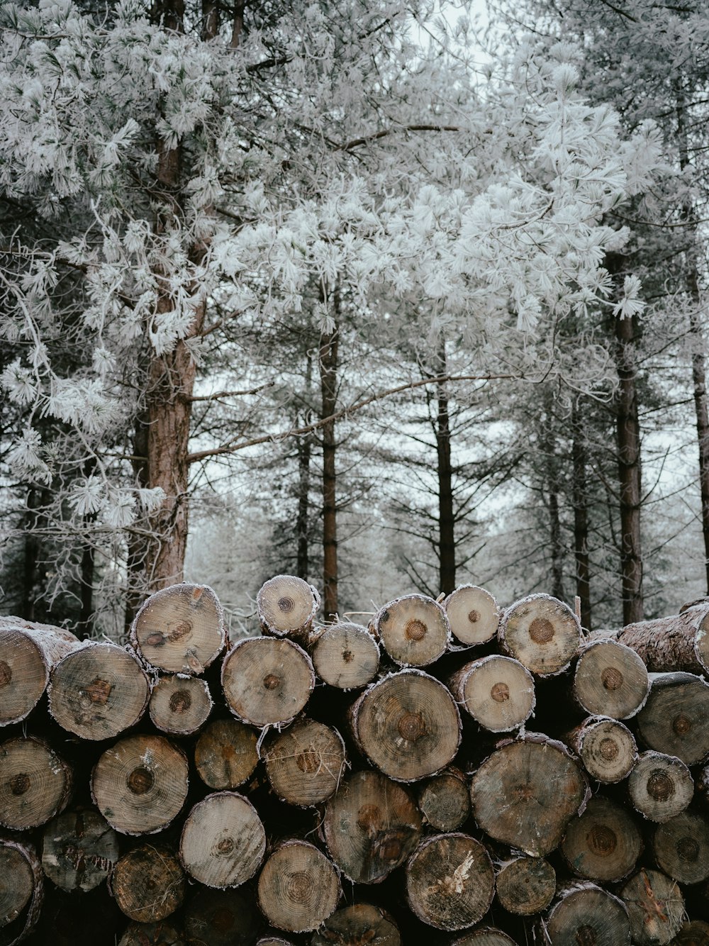 a pile of logs sitting in the middle of a forest