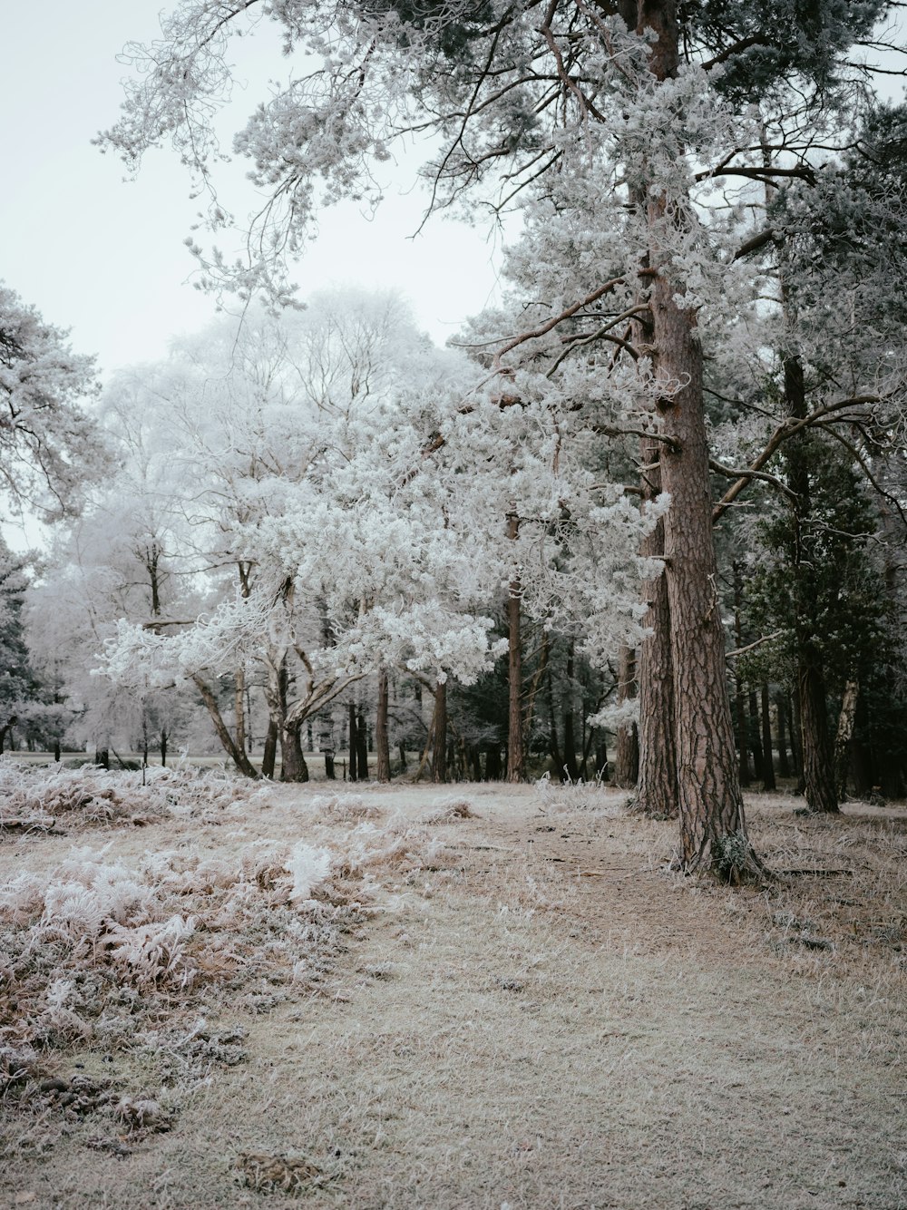 a forest filled with lots of trees covered in snow