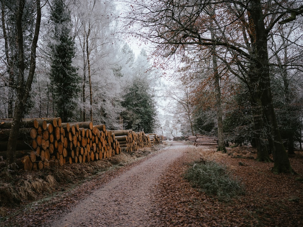 a dirt road surrounded by trees and logs