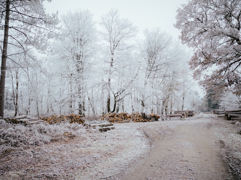 a dirt road surrounded by snow covered trees