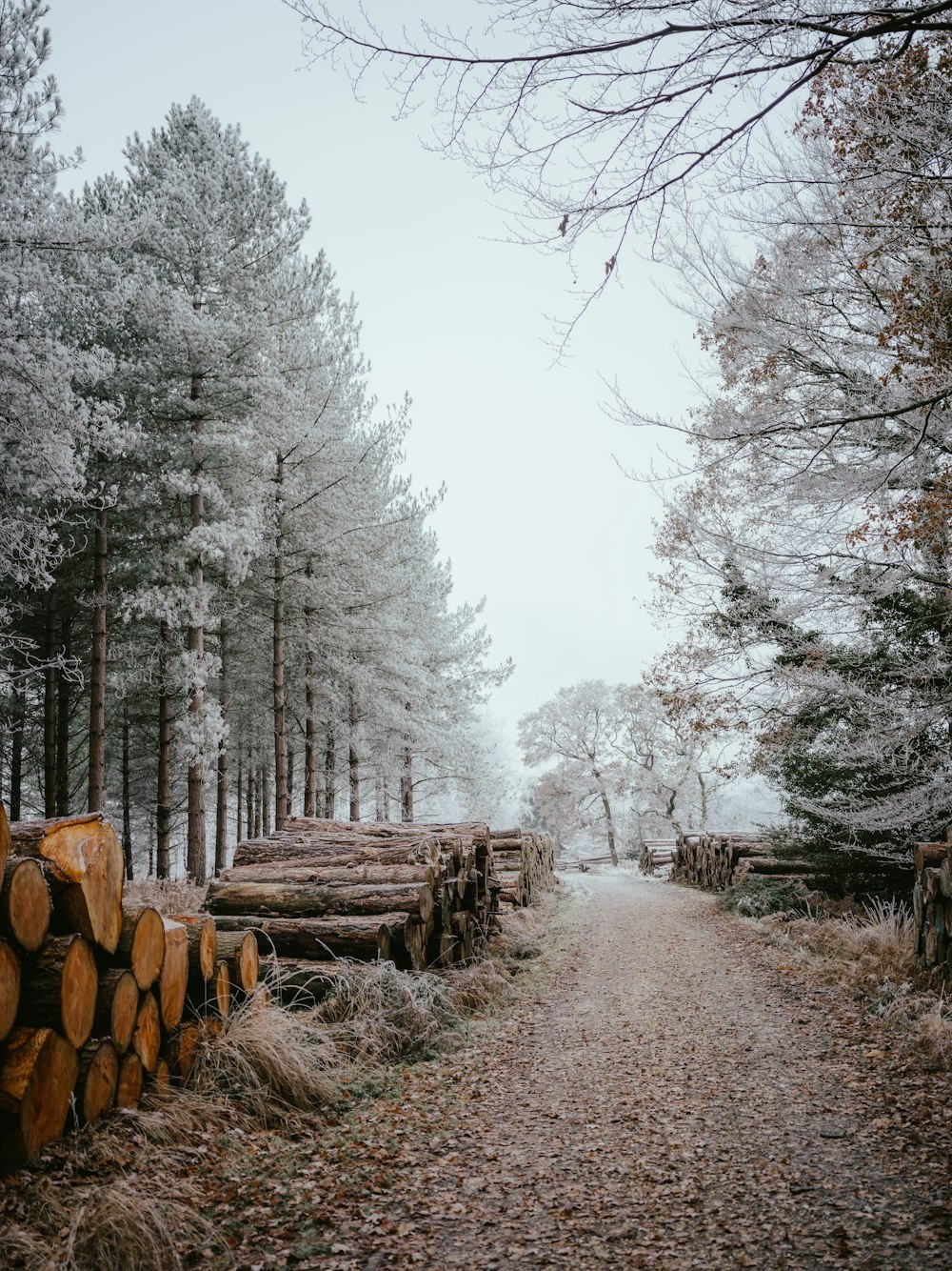 a dirt road surrounded by trees and logs