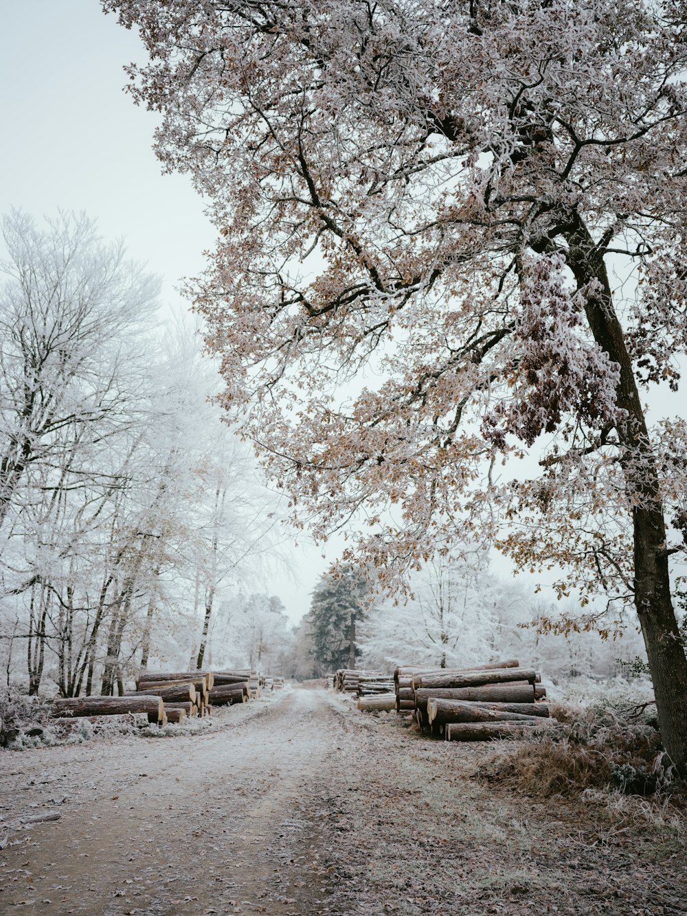 a dirt road surrounded by trees covered in snow