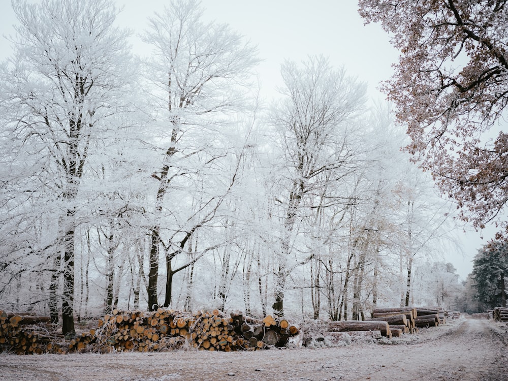 a snow covered forest filled with lots of trees