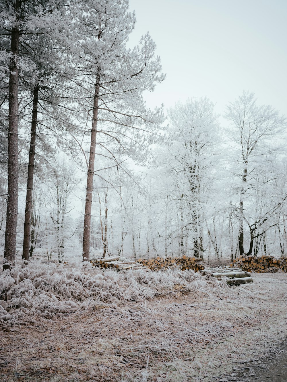 a forest filled with lots of trees covered in snow