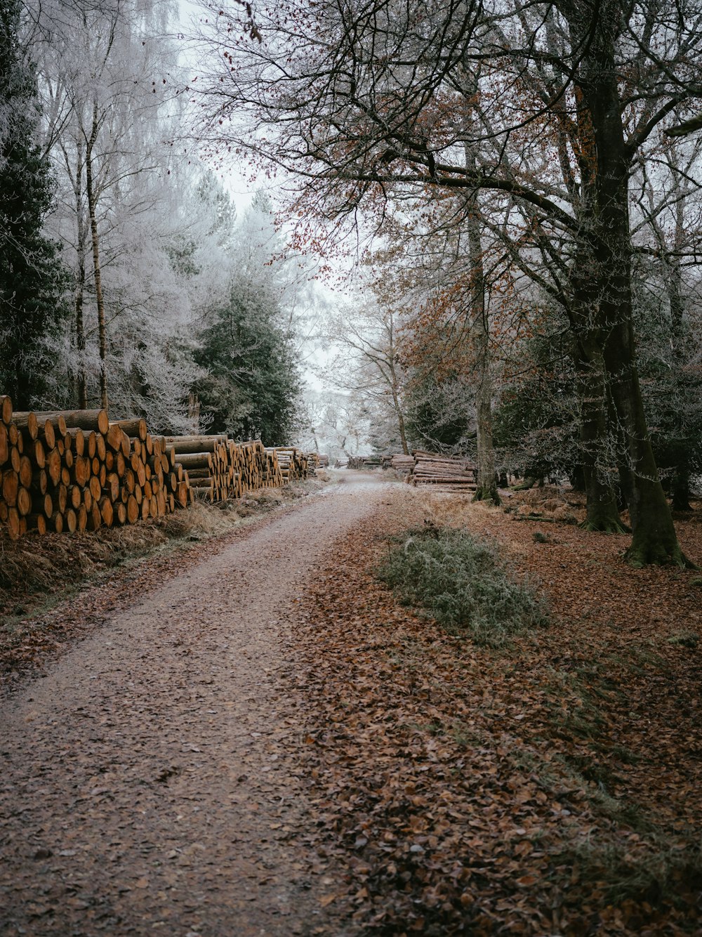 a dirt road surrounded by trees and logs