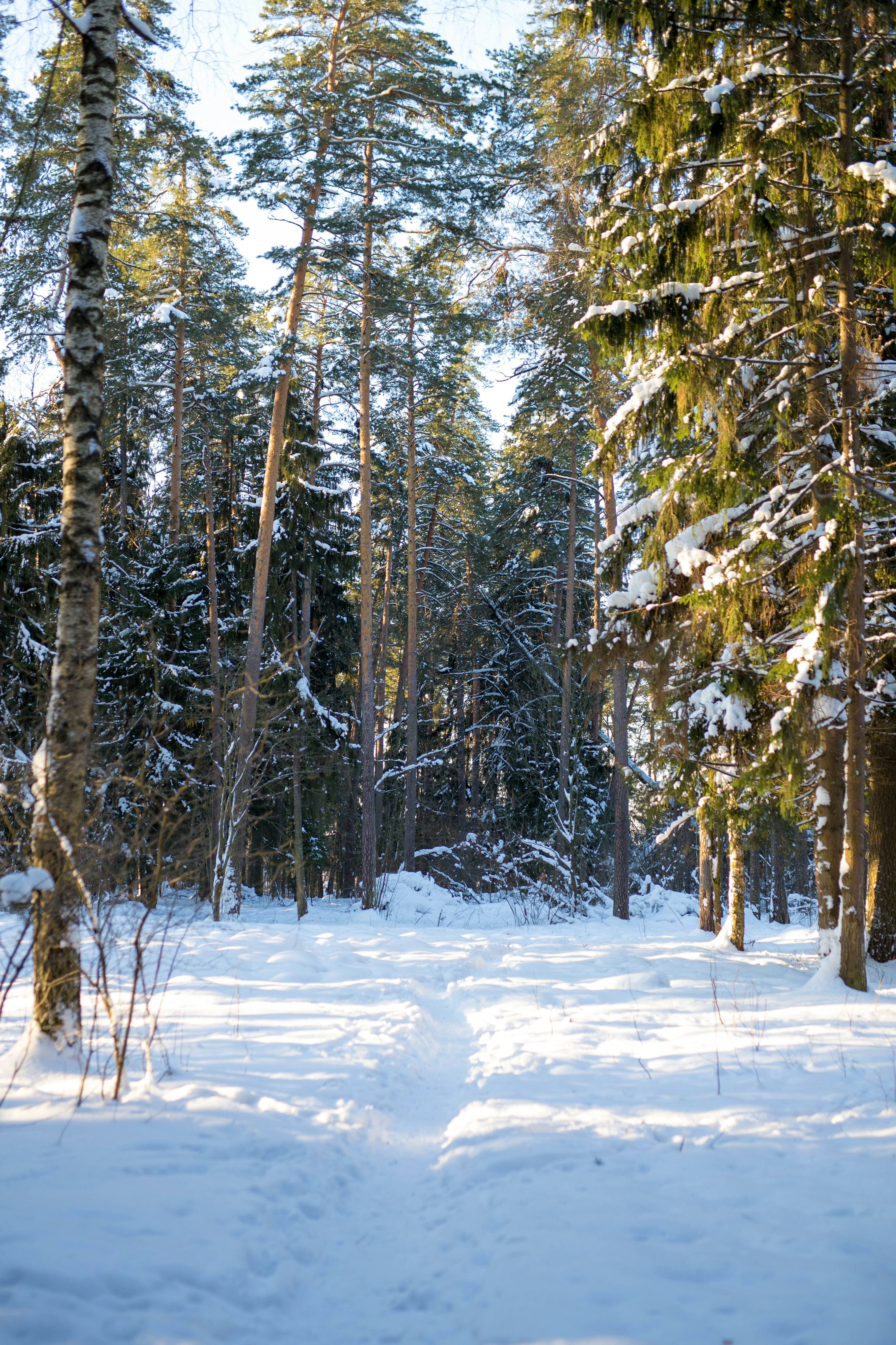 Photo by nikkilimkin