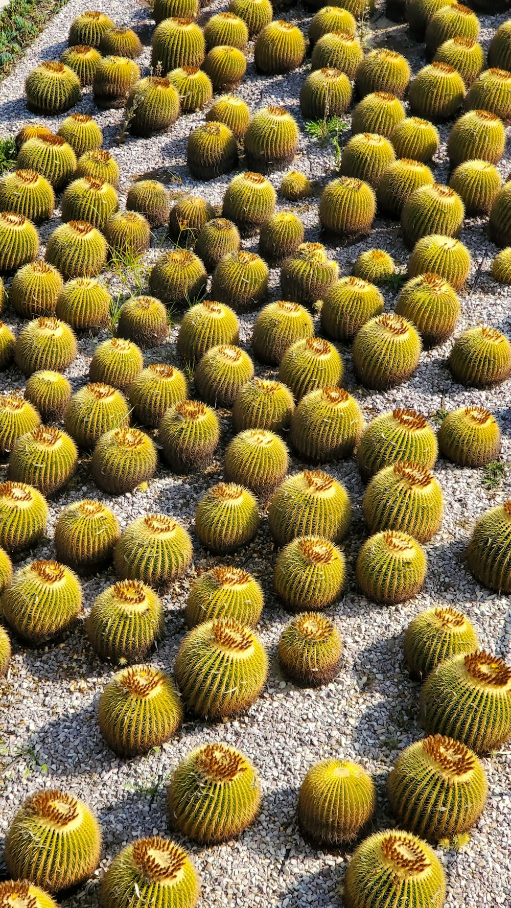 a bunch of green cactuses that are on the ground