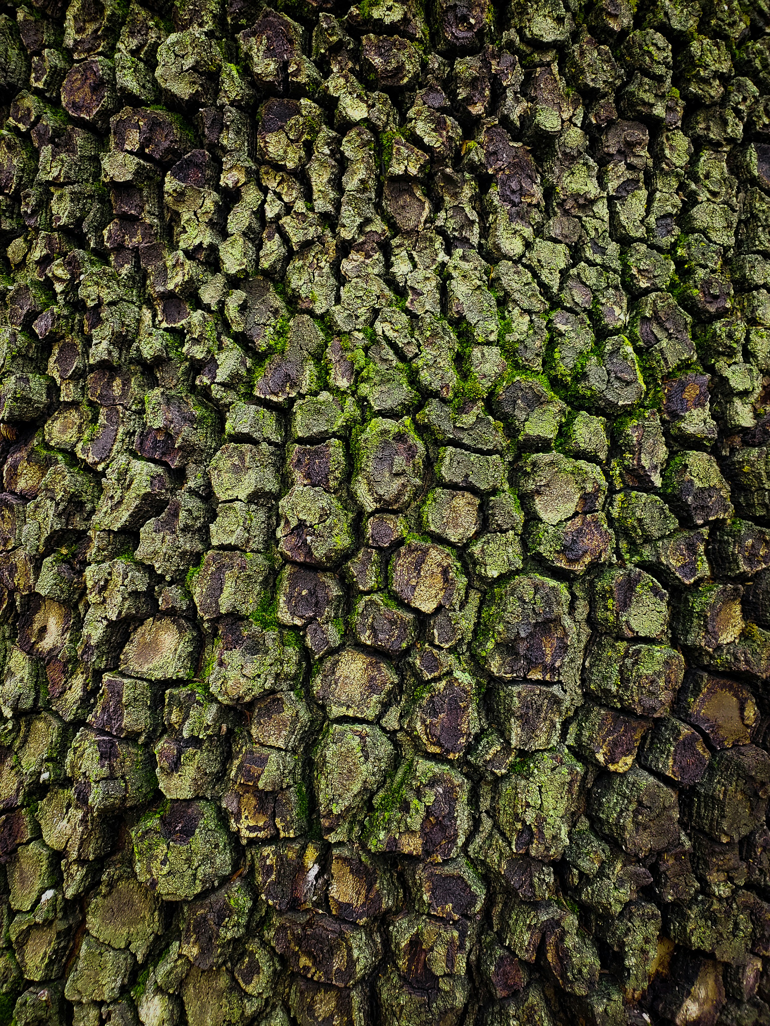 a close up of a tree trunk with moss growing on it