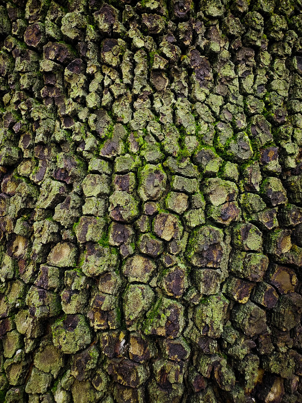 a close up of a tree trunk with moss growing on it