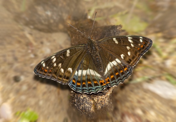 A butterfly with detailed and vibrant patterns rests on a textured surface. Its wings display a combination of earthy browns, interspersed with white marks and hints of orange and blue edges. The background is softly blurred, drawing attention to the intricate design on the butterfly's wings.