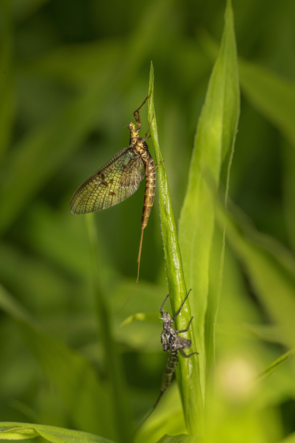 a couple of bugs sitting on top of a green plant