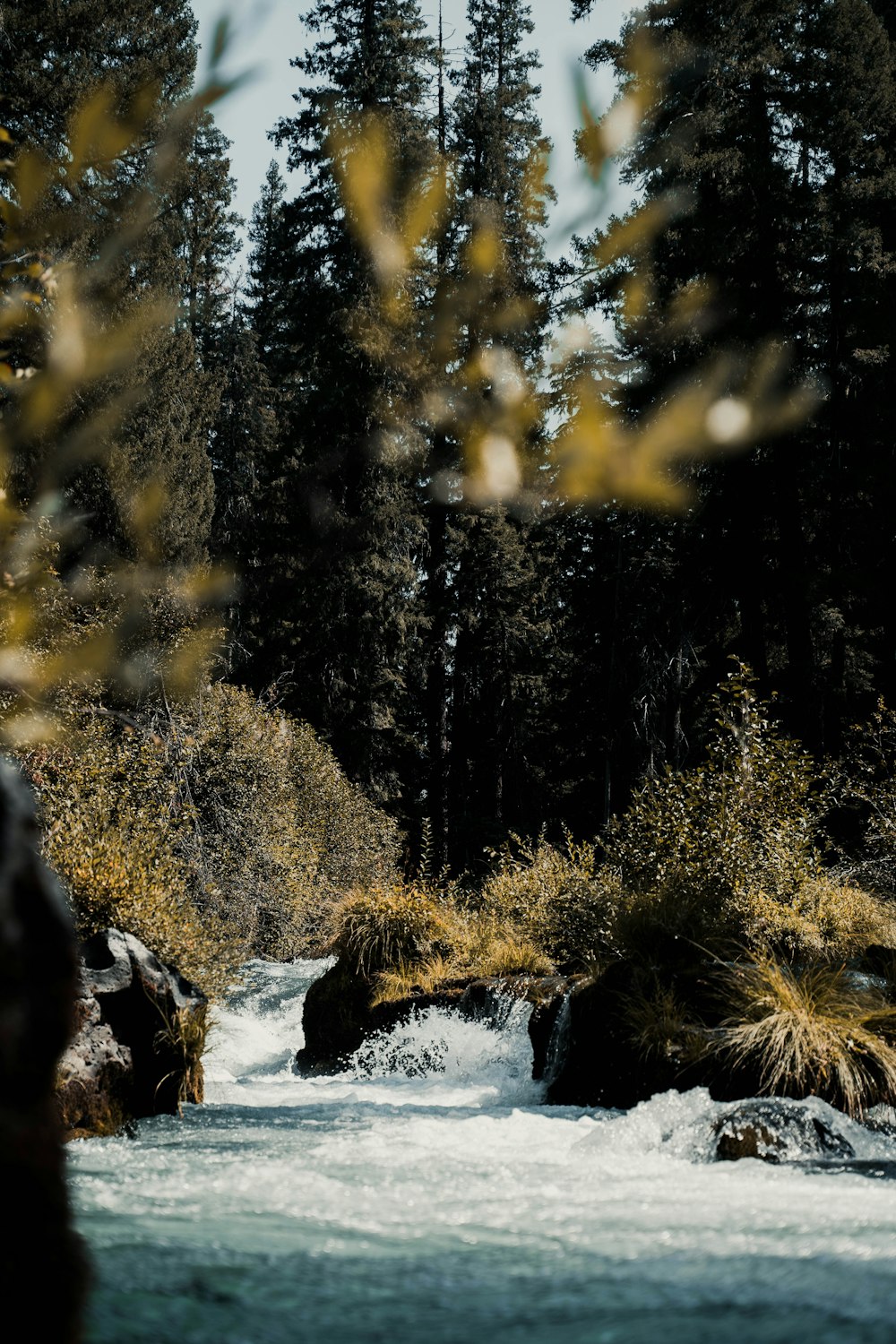 a river running through a forest filled with trees