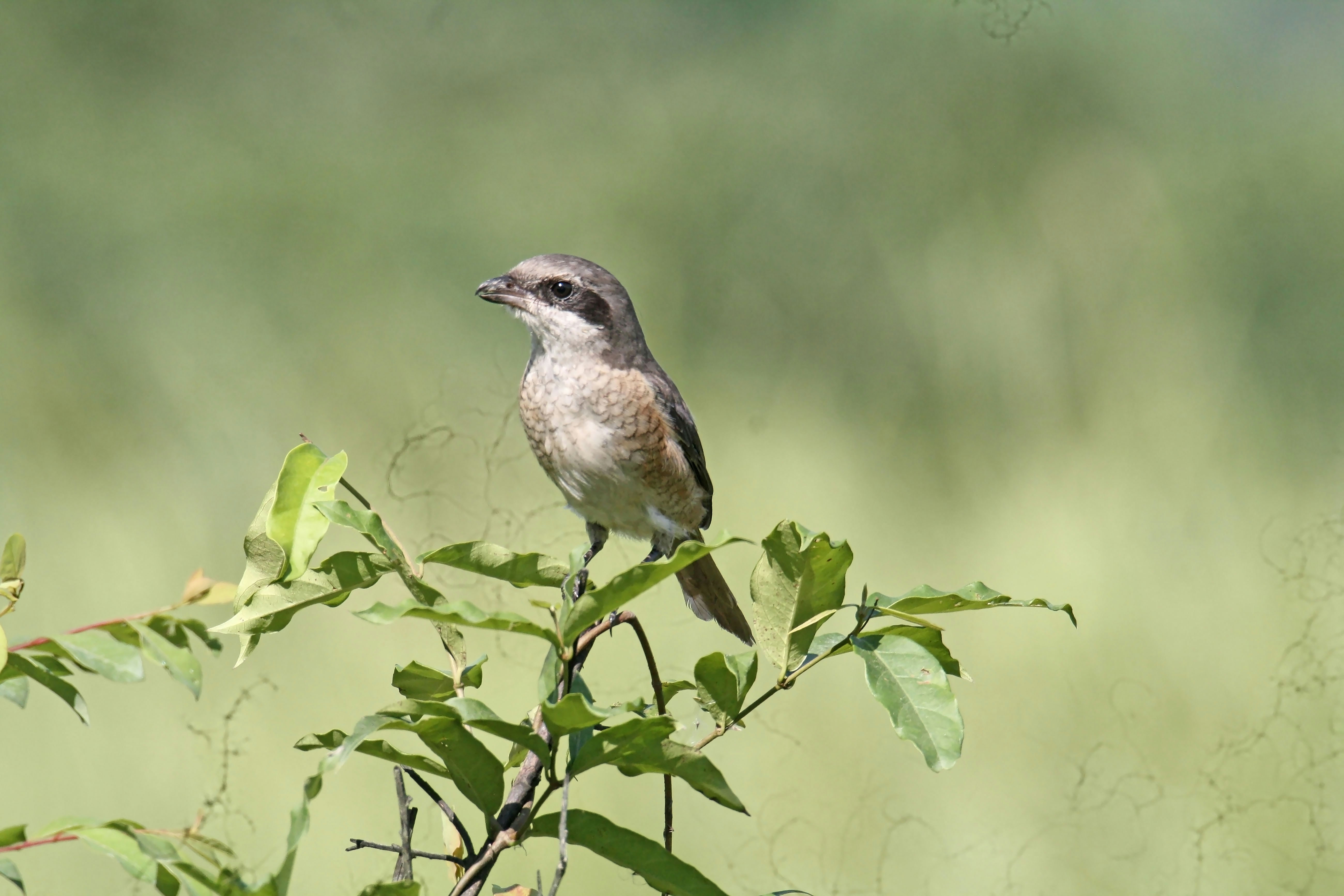 Photo by sylvester_123