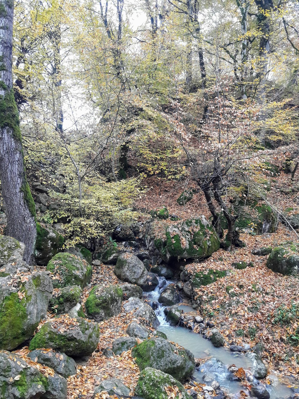 a stream running through a lush green forest