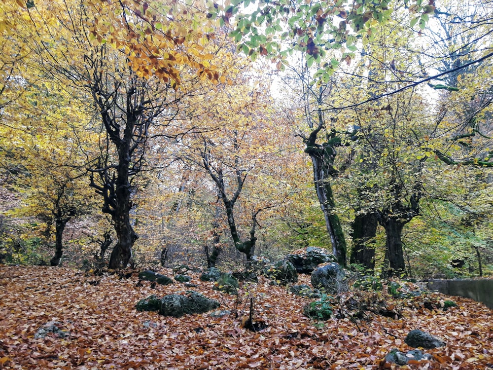 a forest filled with lots of leaf covered trees