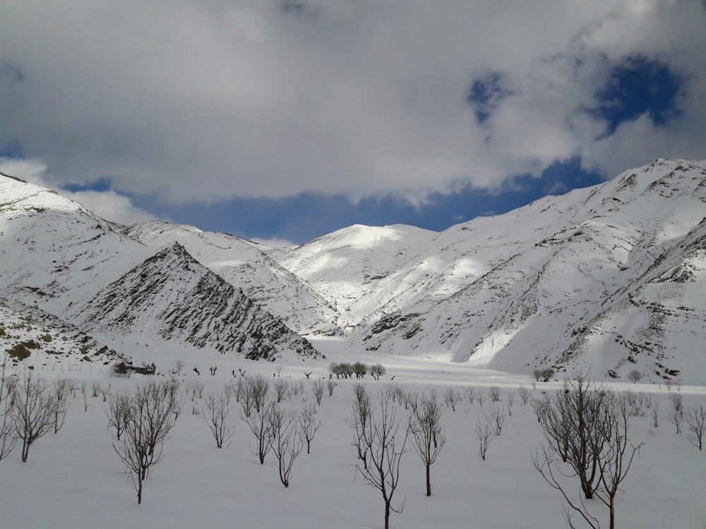 a snow covered mountain range with trees in the foreground