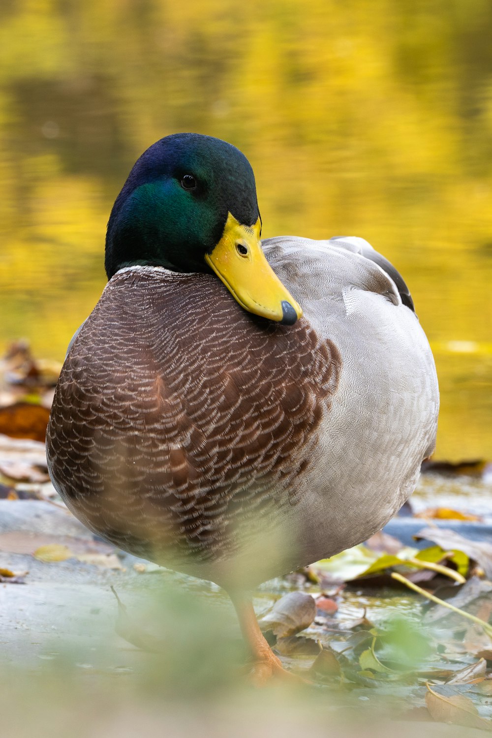 a duck with a yellow beak standing in the water