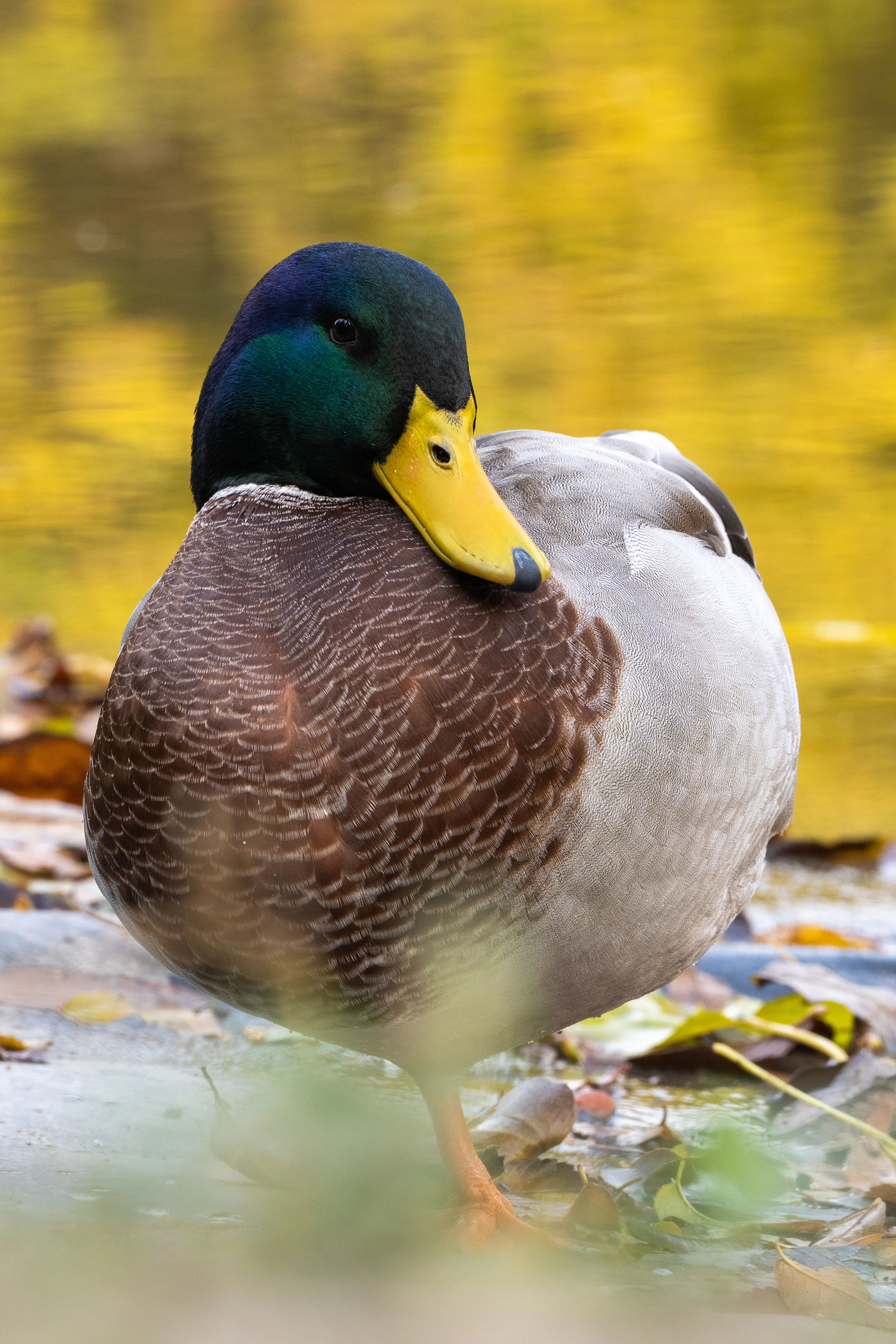 À Bec Jaune du Cap 🦆 Tout savoir sur le canard À Bec Jaune du Cap À Bec Jaune du Cap 🦆 Tout savoir sur le canard À Bec Jaune du Cap