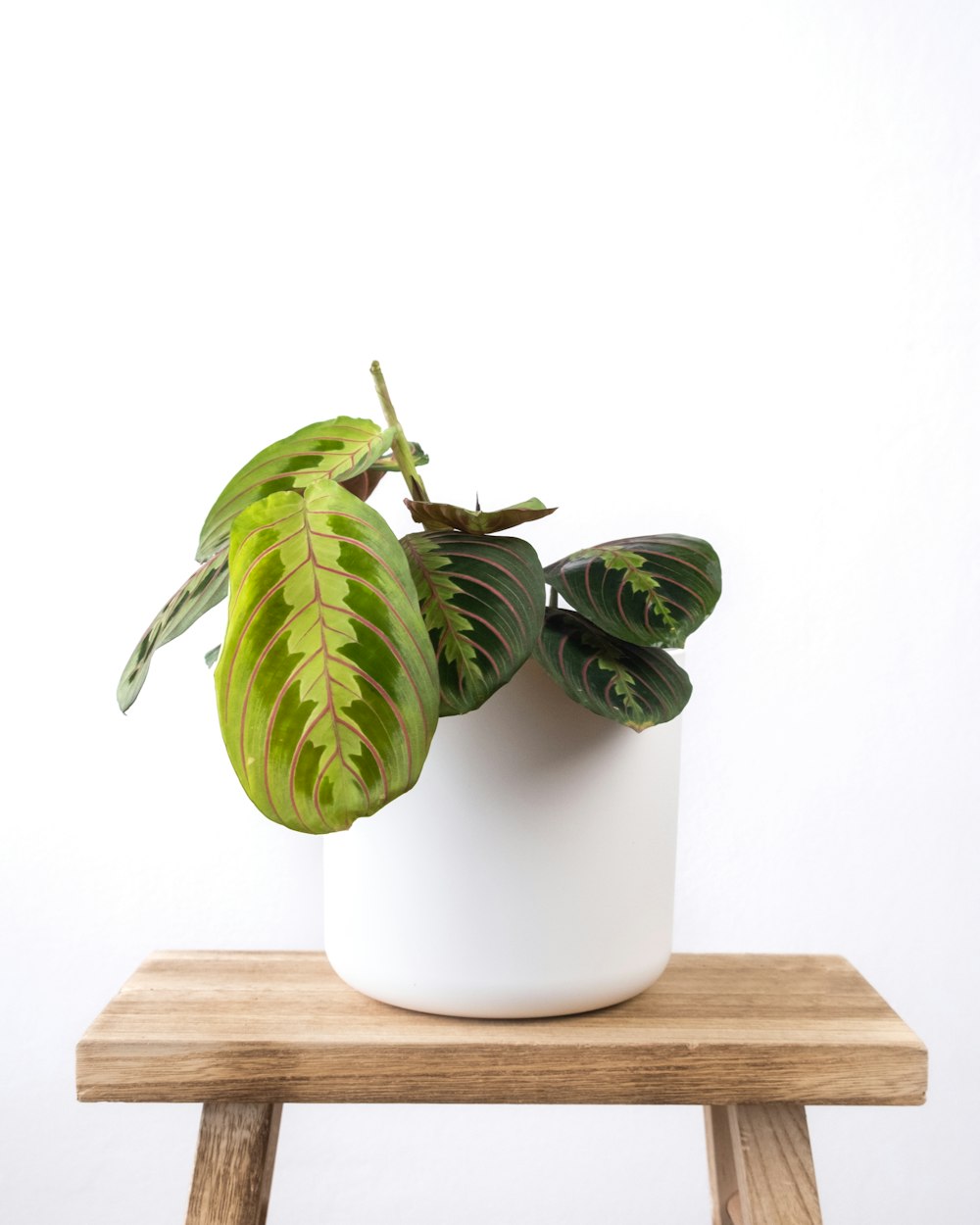 a white potted plant sitting on top of a wooden table