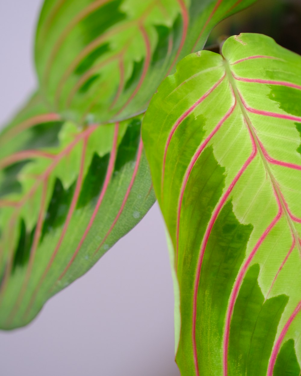 a close up of a green plant with pink stripes