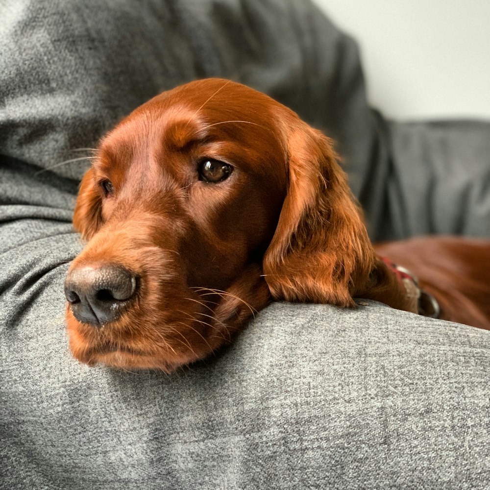 a brown dog laying on top of a couch