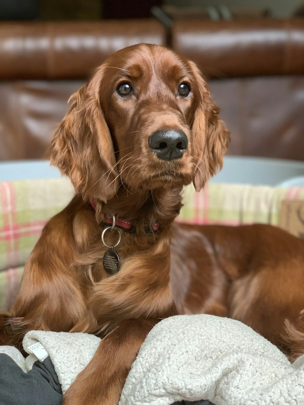 a brown dog laying on top of a bed