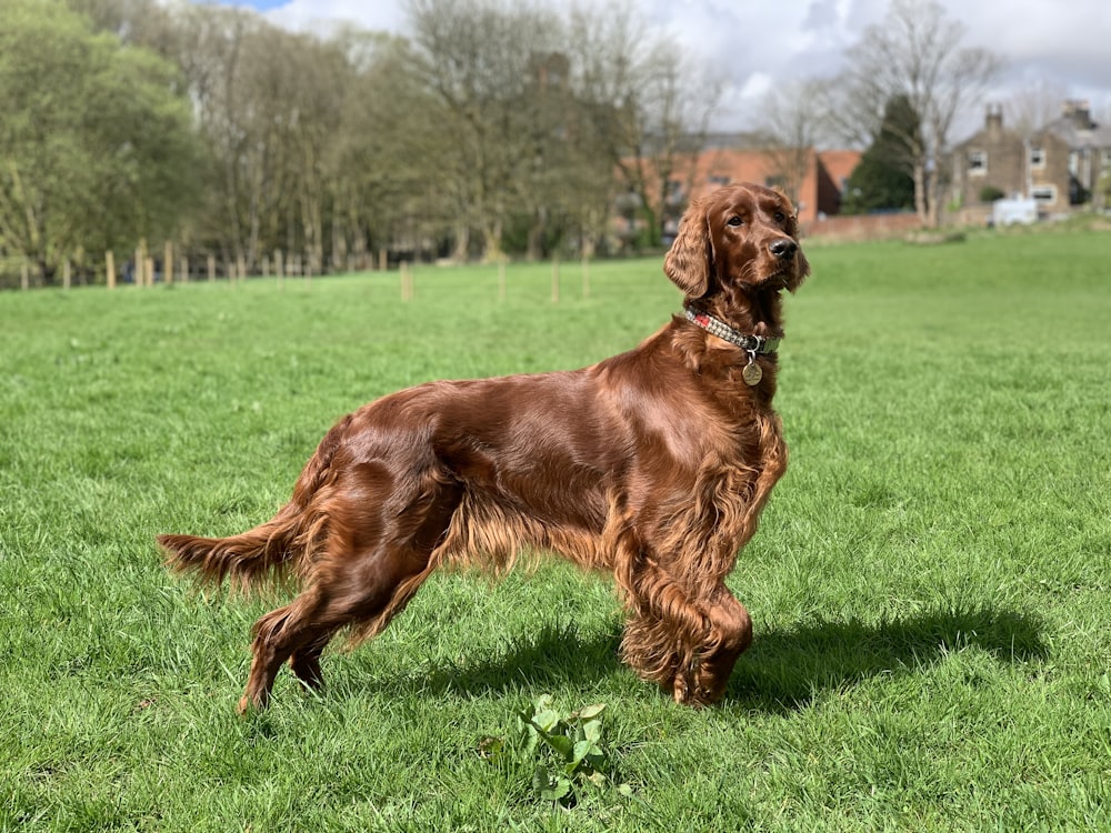 a brown dog standing on top of a lush green field