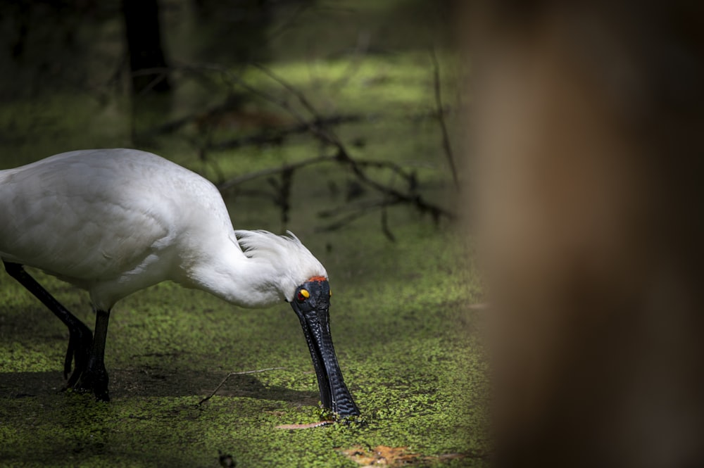 a white bird with a long beak eating grass