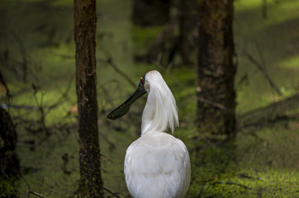 a white bird with a long neck standing in the woods