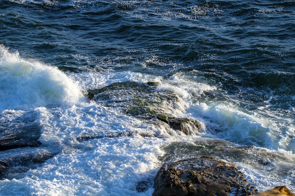 a bird sitting on top of a rock next to the ocean