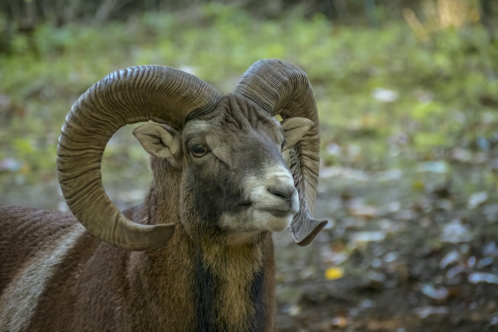 Ein Widder mit großen Hörnern steht in einem Wald