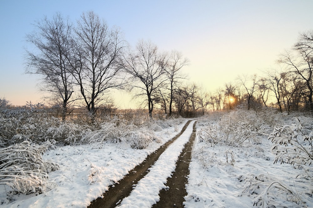 a snow covered field with trees and a path
