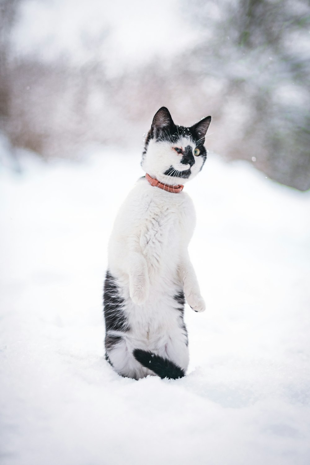 Un gatto bianco e nero in piedi sulle zampe posteriori nella neve