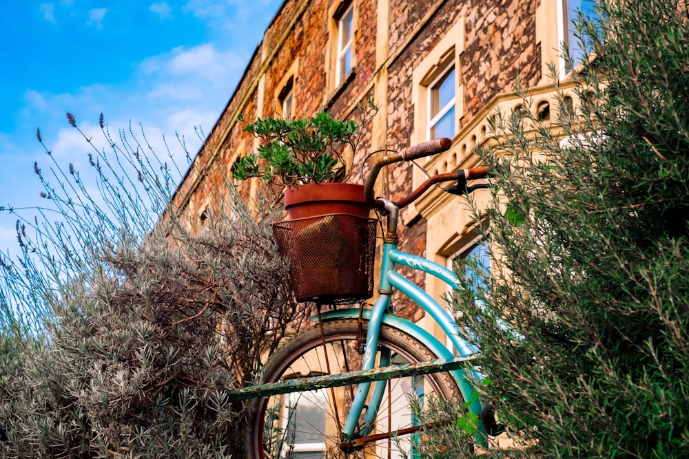 a blue bicycle with a potted plant on the back of it